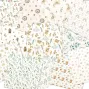Preview: LaCreativ - Designpapier "Eukalyptus-Babyzauber" Paper Pack 6x6" - 24 Bogen