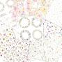 Preview: LaCreativ - Designpapier "Zarte Frühlingsblumen" Paper Pack 6x6" - 24 Bogen