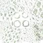 Preview: LaCreativ - Designpapier "Eukalyptusgarten" Paper Pack 6x6" - 24 Bogen